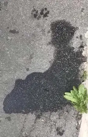 PAREIDOLIA