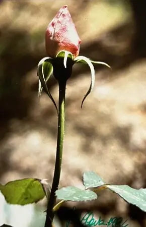 Fioriture