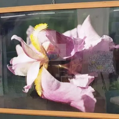 Iris deposto