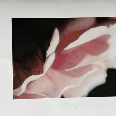 Erotismofoto 2005